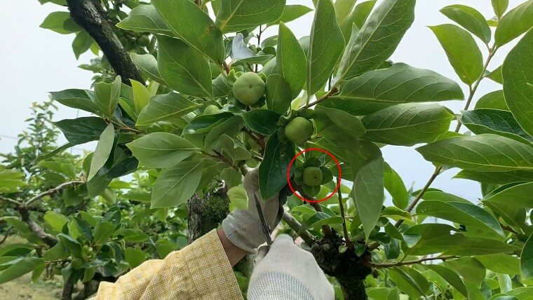 実が小さい摘果対象の実