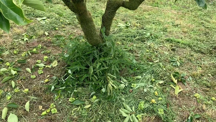 摘果後の柿の木の周り
